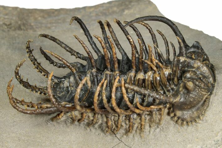 Spiny Koneprusia Trilobite - Foum Zguid, Morocco #354579